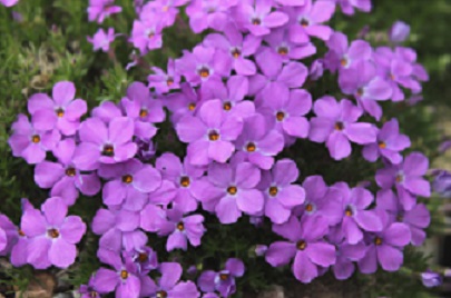 Phlox nivalis 'Violet Queen' - 8cm pot 